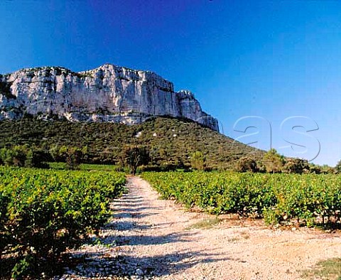 Mourvdre vineyard of Domaine de lHortus   below Montagne dHortus   near StMathieudeTrviers Hrault France   Coteaux du Languedoc Pic StLoup