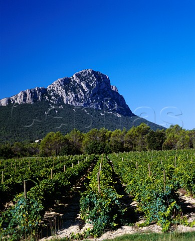 Viognier vineyard of Domaine de lHortus below Pic StLoup StMathieudeTrviers Hrault France Vin de Pays dOc