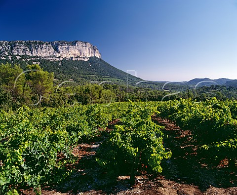 Grenache vineyard of Domaine de lHortus below  Montagne dHortus StMathieudeTrviers   Hrault France  Coteaux du Languedoc Pic StLoup