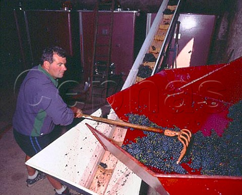 Michel Tte emptying trailer load of Gamay grapes at   his cellars  Domaine de Clos du Fief Julinas Rhne France    Julinas  Beaujolais