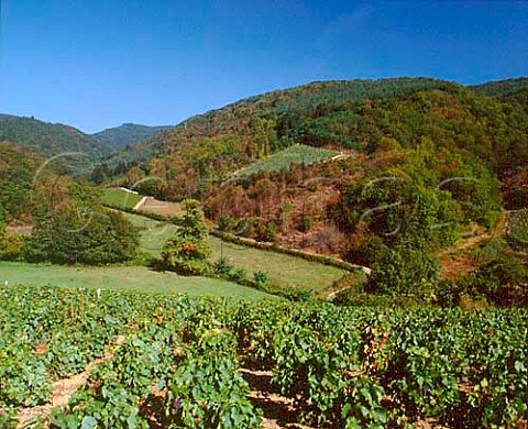Vineyards at Changy high in the hills above   Emeringes Rhne France BeaujolaisVillages