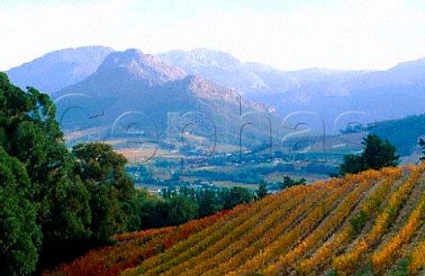 View over vineyard of Dieu Donn to the   Franschhoek Valley South Africa Paarl   WO