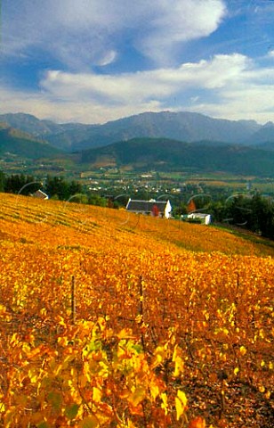View over vineyard of Dieu Donn to the   Franschhoek valley South Africa Paarl   WO