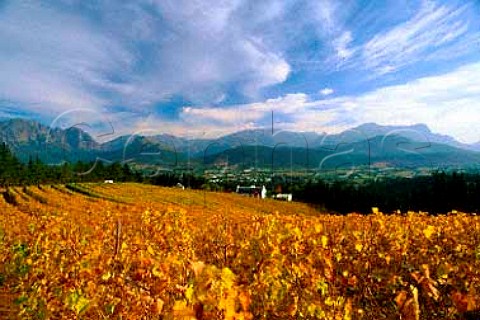 View over vineyard of Dieu Donn to the   Franschhoek valley South Africa   Paarl WO