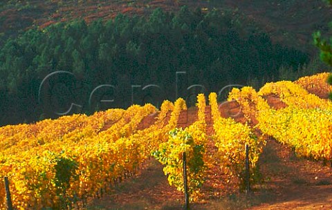Vineyard of Dieu Donn above the   Franschhoek valley South Africa Paarl   WO