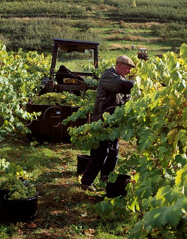 Harvesting grapes at Three Choirs Vineyards   Newent Gloucestershire England