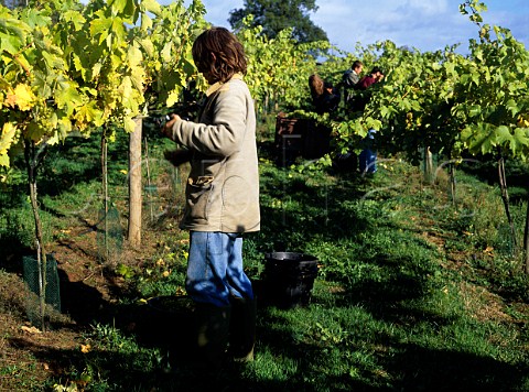 Harvesting at Three Choirs Vineyards Newent   Gloucestershire