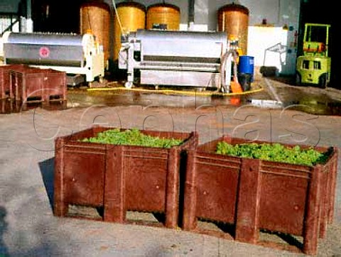 Harvested grapes at Three Choirs Vineyards Newent   Gloucestershire