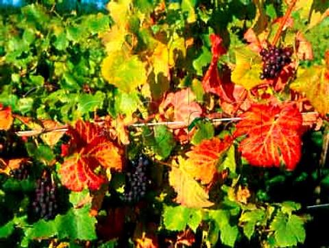 Triomphe DAlsace grapes at Three Choirs Vineyards   Newent Gloucestershire