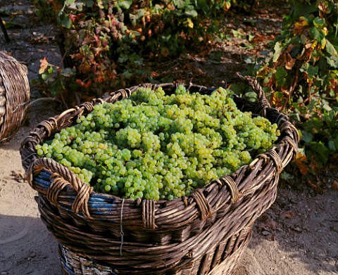 Chardonnay grapes in traditional basket 100kg in vineyard of Champagne Fallet at Cramant   Based in Avize this producer is possibly the last   still to use them   Marne France   Cte des Blancs  Champagne