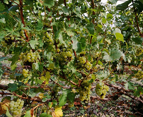 Chardonnay vines after leaves have been stripped by an effeuilleuse leaf stripping machine prior to harvest  Mot et Chandon Avize Marne France    Cte des Blancs  Champagne