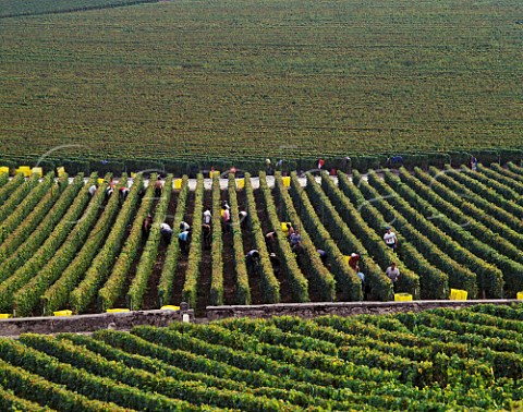 Harvesting Chardonnay grapes in vineyard of Champagne Mumm at Cramant Marne France    Cte des Blancs  Champagne