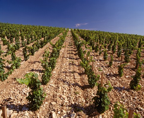 Young Sauvignon Blanc vineyard on limestone soil at  Bu Cher France   AC Sancerre