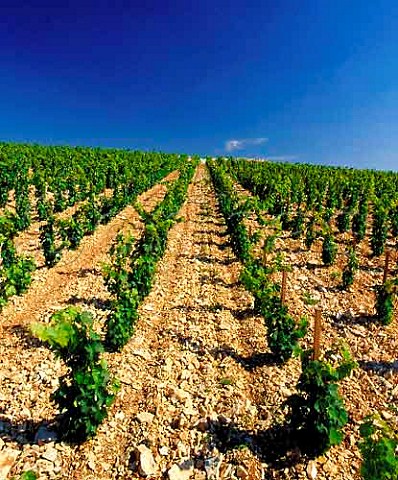 Young Sauvignon Blanc vineyard on limestone soil at   Bu Cher France   AC Sancerre