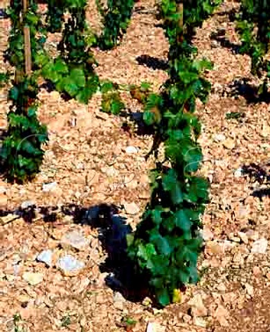 Young Sauvignon Blanc vines on limestone soil at Bu Cher France   AC Sancerre