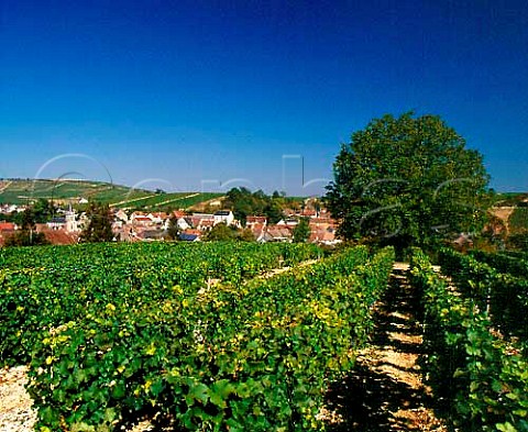 Vineyards around village of Bu Cher France     AC Sancerre