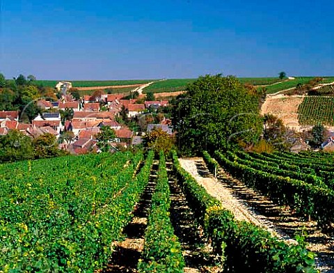 Vineyards around village of Bu Cher France     AC Sancerre