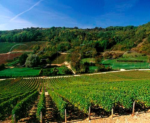 Vineyards near Bu Cher France     AC Sancerre