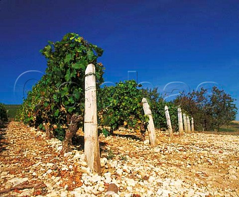 Sauvignon Blanc vineyard on limestone soil at Bu   Cher France   AC Sancerre