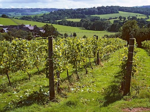 Brecon Court Vineyard Llansoy Gwent Wales