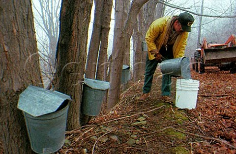 Collecting sap from maple trees for   maple syrup production   New York state USA