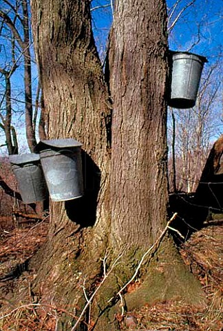 Collecting sap from maple trees for   maple syrup production   New York state USA