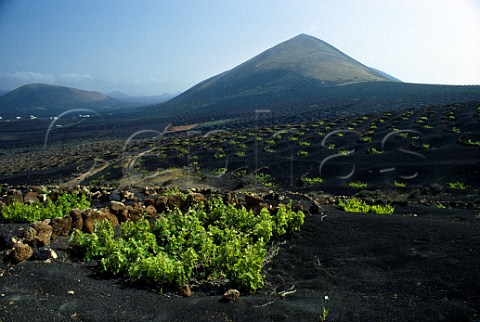 Vines planted in funnelshaped holes with stone windbreaks on black volcanic soil Lanzarote  Canary Islands Spain
