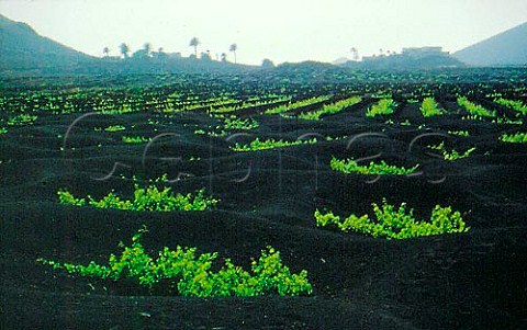Vines planted in holes in the   black volcanic soil of Lanzarote  Canary Islands