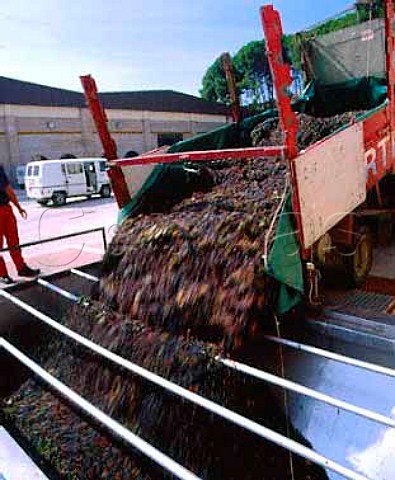 Harvested Cabernet Sauvignon grapes arrive at   Bodegas Palacio de la Vega Discatillo  near Estella Navarra Spain