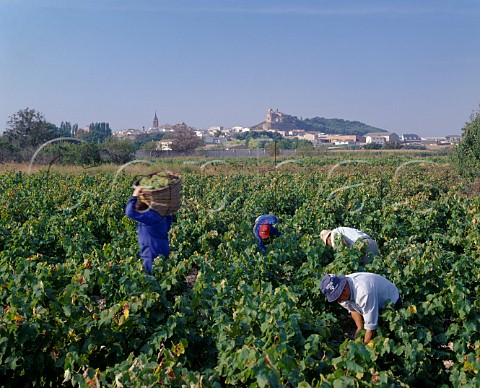 Harvesting Chardonnay grapes at Cascante  Near Tudela Navarra Spain