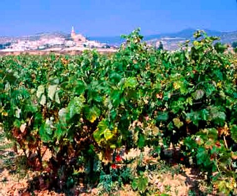 Vineyards at Discatillo near Estella Navarra   Spain