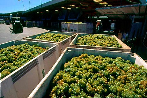 Chardonnay grapes arrive at   Domaine Chandon Yountville Napa Co   California