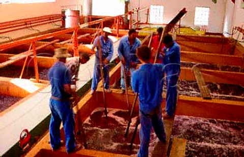 Workers punching down the grapeskin cap   on vats of Pinotage  Kanonkop Estate Stellenbosch   South Africa