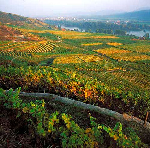 View from the Loibnerberg vineyard above Unterloiben   and the Danube river Niedersterreich Austria     Wachau
