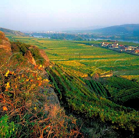 View from the Loibnerberg vineyard above Unterloiben   and the Danube Valley Niedersterreich Austria    Wachau