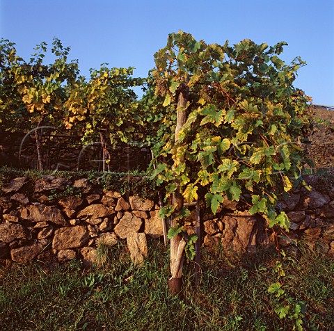Roter Veltliner vines in the Loibnerberg vineyard   Unterloiben Niedersterreich Austria Wachau