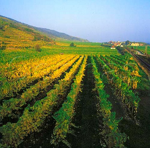 Autumnal vineyards at Unterloiben in the Danube   valley Niedersterreich Austria   Wachau