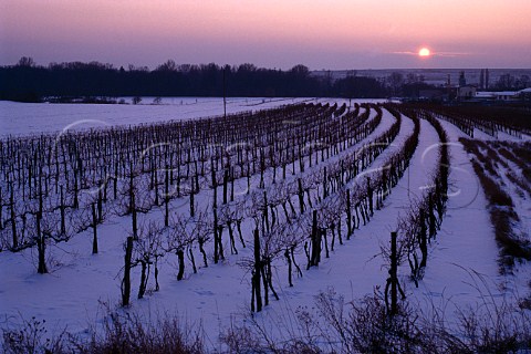 Snow on the Heiligenstein vineyard at   Zbing Niedersterreich Austria   Kamptal