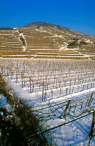 Snow on vineyards on the Loibnerberg at   Unterloiben Austria  Wachau