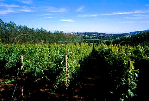 Chapel Down Vineyard Adgestone    Isle of Wight England