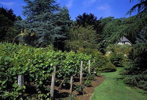 Morton Manor Vineyard Brading               Isle of Wight England