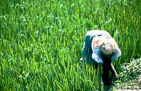 Weeding the edges of a rice paddy Sri Lanka