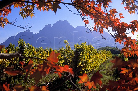 LOrmarins Estate with the Simonsberg  beyond Franschhoek South Africa  Paarl WO
