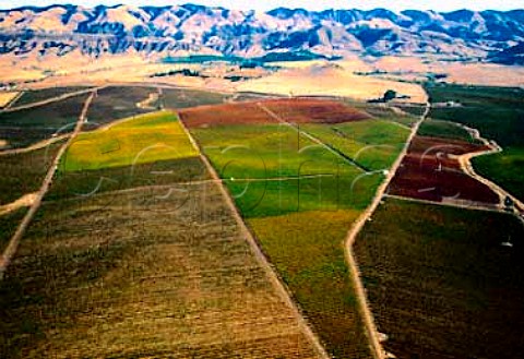 Vineyards at the southeastern end of the Edna Valley with the Santa Lucia Range beyond  San Luis Obispo Co California   Edna Valley AVA