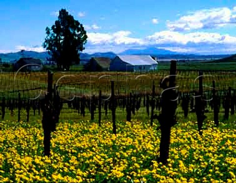 Spring mustard in St Clair vineyard     providers of Pinot Noir grapes to Acacia Winery Napa California Carneros