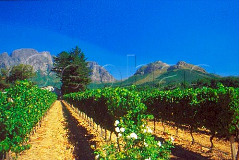 Vineyard of Clos Cabrire Franschhoek  South Africa Paarl WO