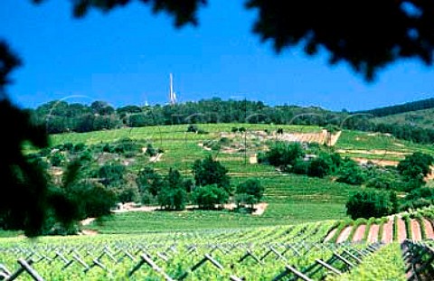 Vineyards of Laborie Estate with the Afrikaans language monument in the   background  Paarl South Africa