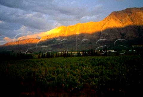 Sunrise on the Tulbagh Mountains behind   vineyard of   Twee Jongegezellen Tulbagh   South Africa