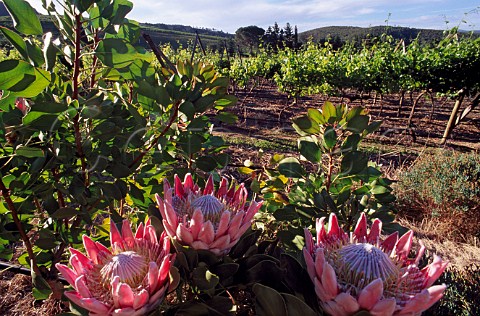King Proteas flowering by vineyard   Simondium South Africa  Paarl WO