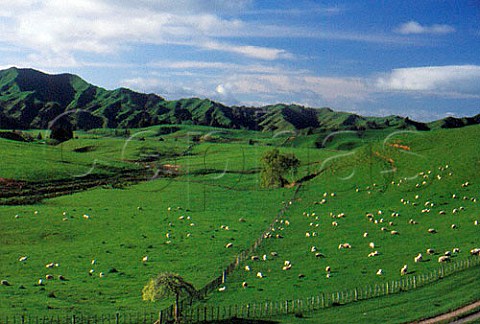 Sheep Eastern Taranaki   New Zealand North Island